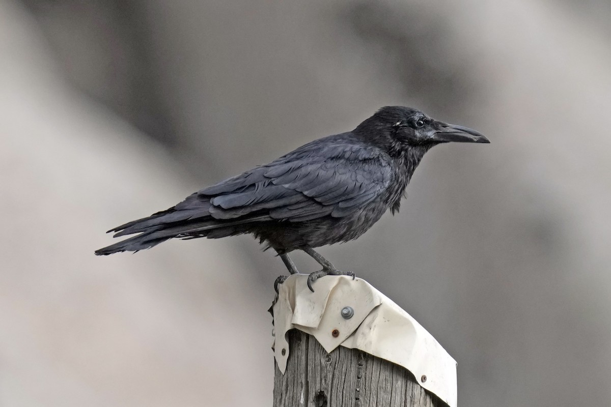 Brown-necked Raven - ML646797429