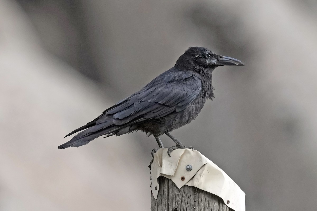 Brown-necked Raven - ML646797431