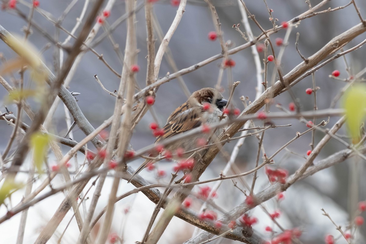 Горобець хатній - ML646797436
