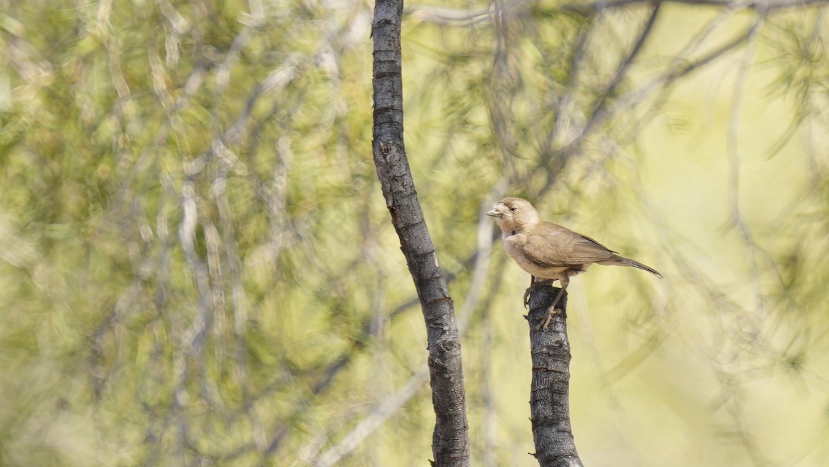 Southern Whiteface - ML646797439