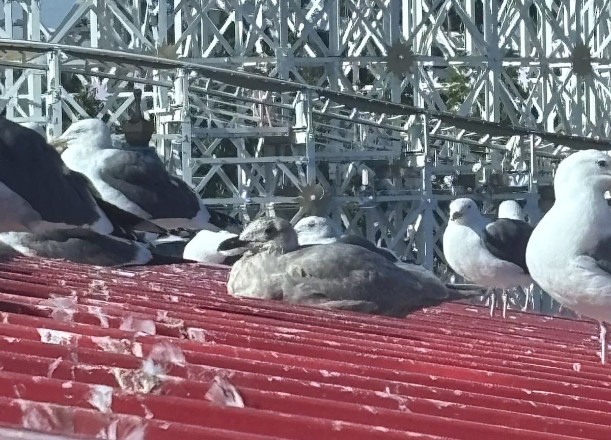 Glaucous-winged Gull - ML646797440