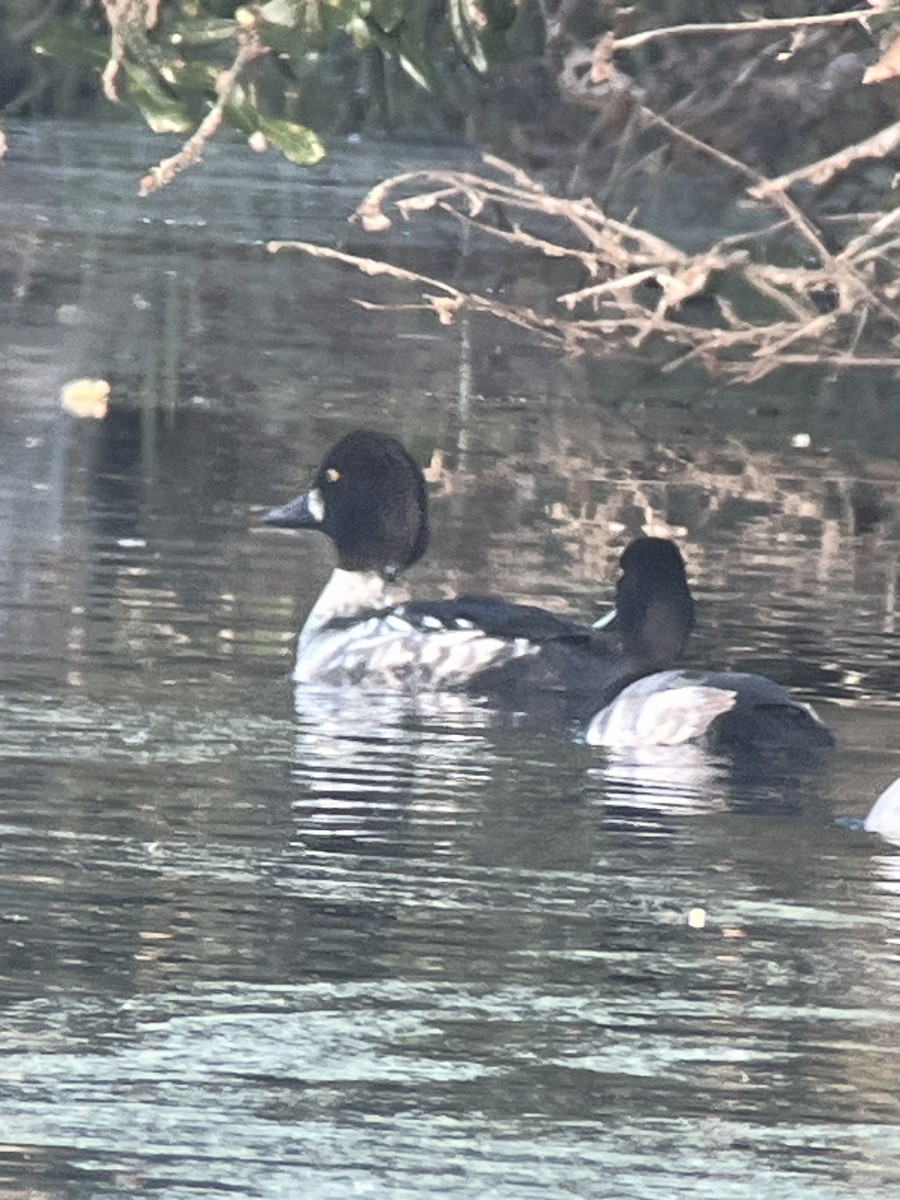 Гоголь - ML646797442