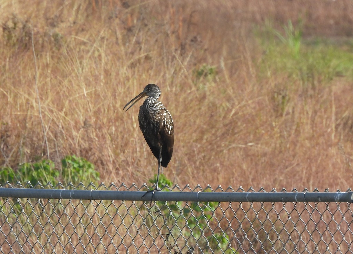 Rallenkranich - ML646797445