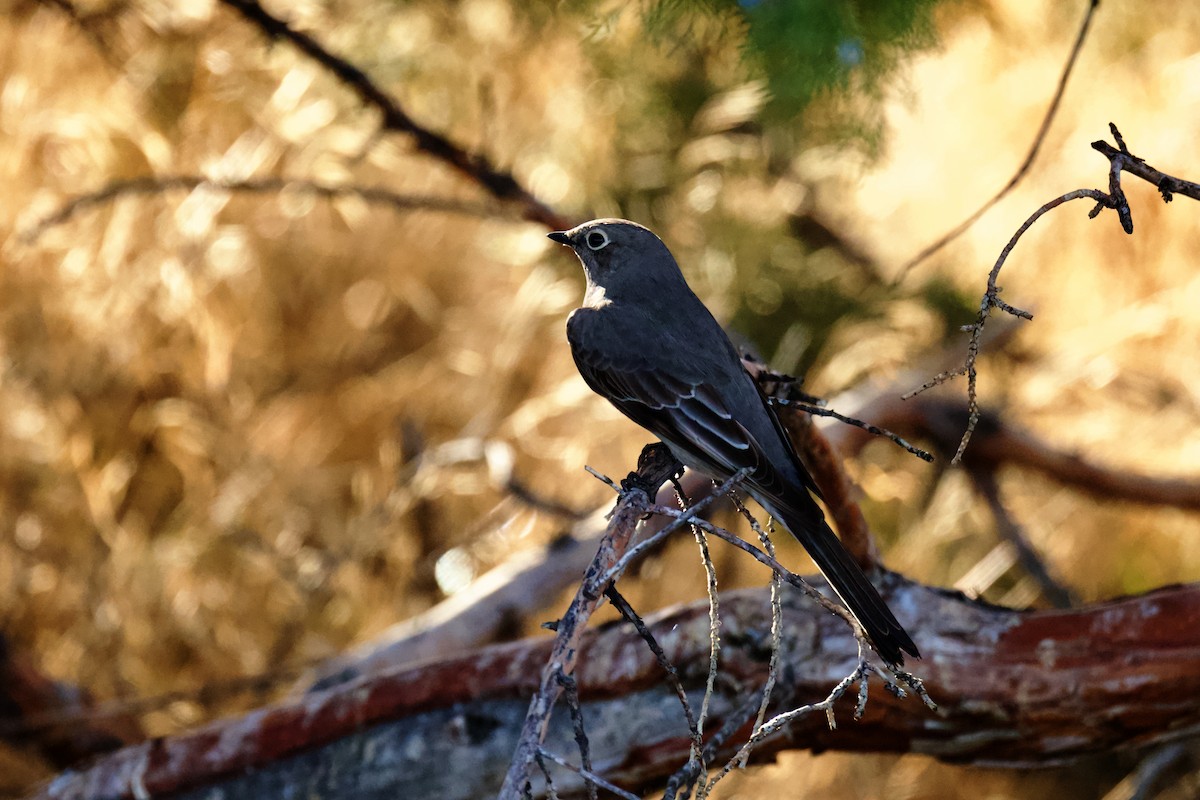 Townsend's Solitaire - ML646797446