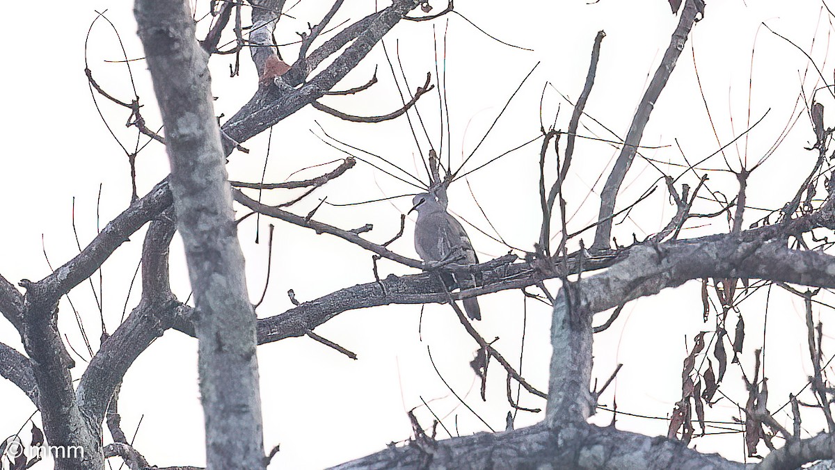 Black-billed Wood-Dove - ML646797447