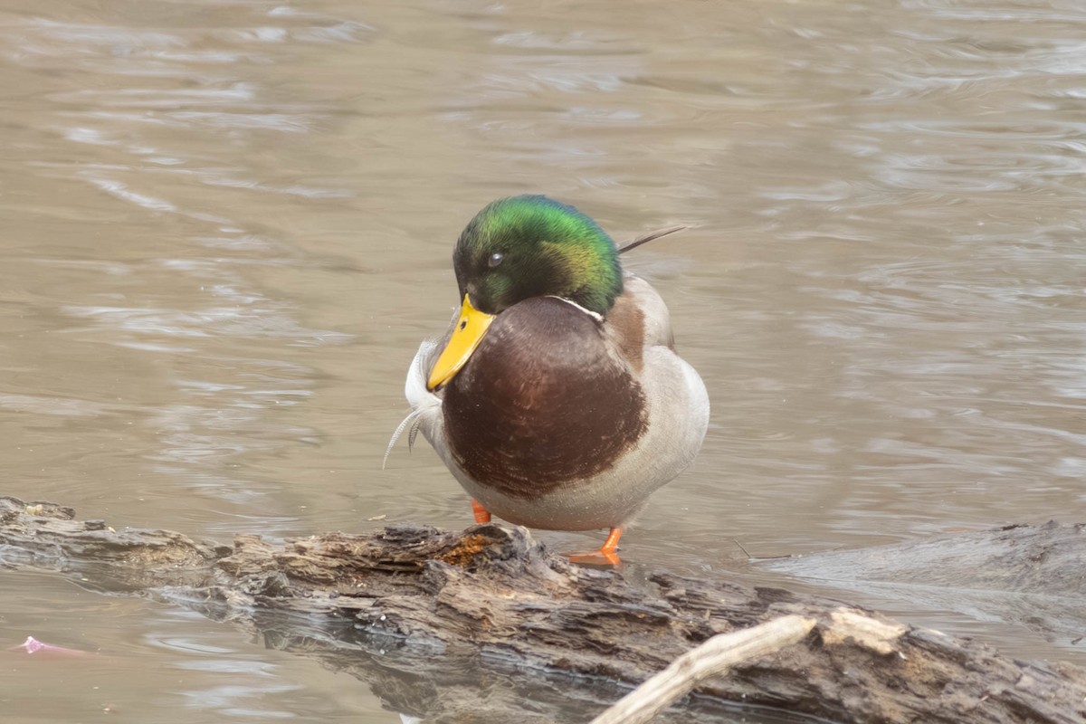 Крижень звичайний - ML646797448