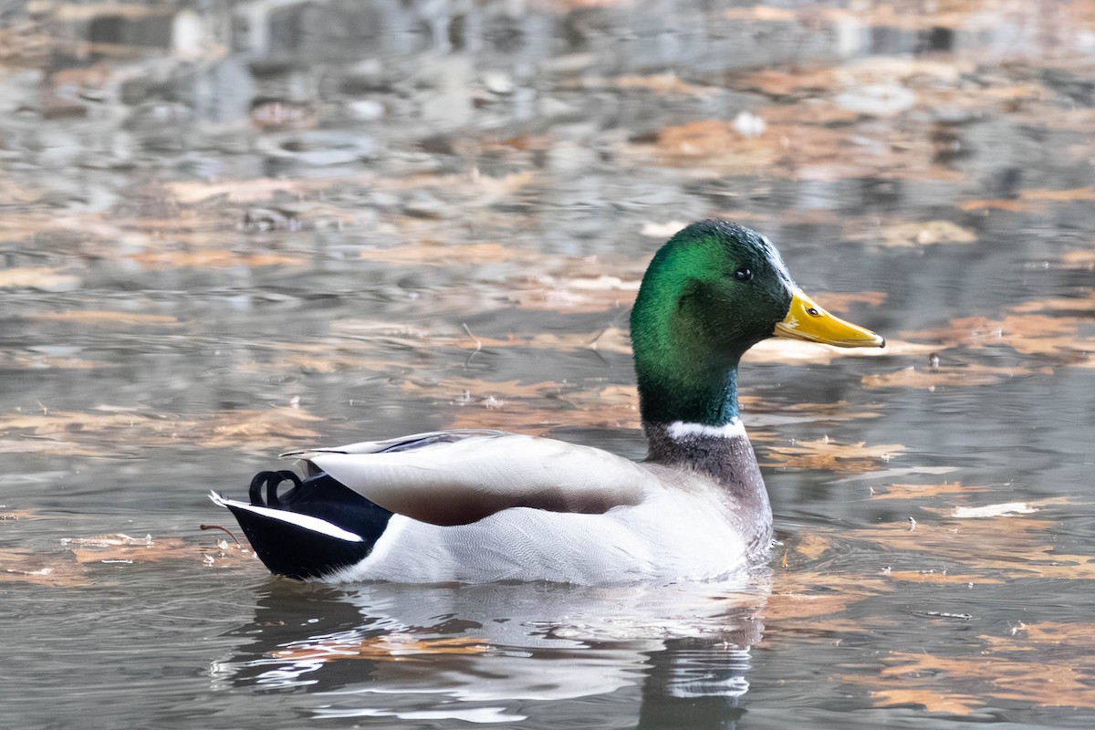 Крижень звичайний - ML646797449