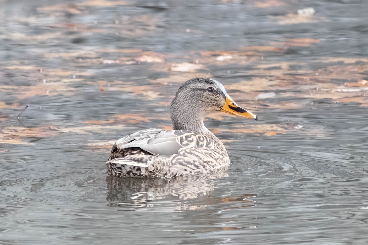 Крижень звичайний - ML646797450