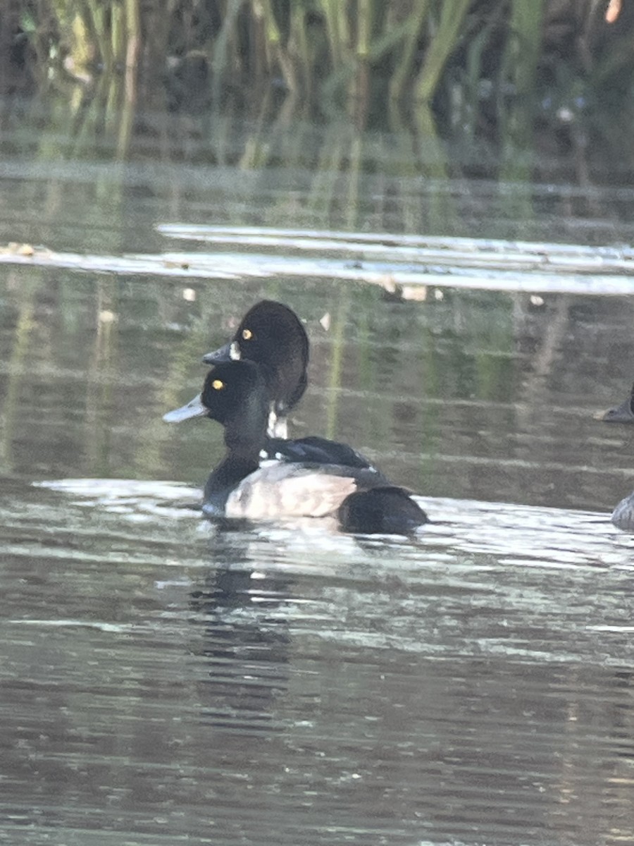 Малая морская чернеть - ML646797451