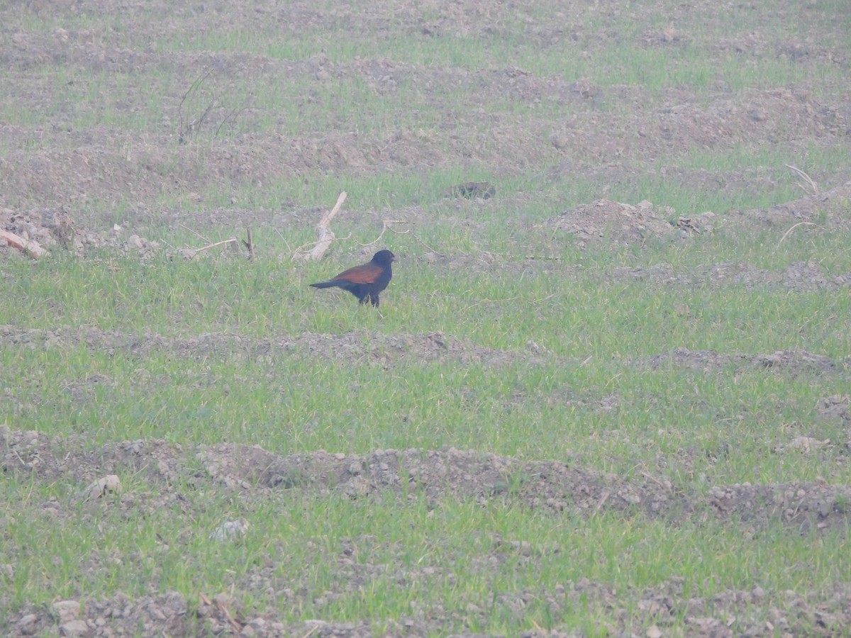 Greater Coucal - ML646797452