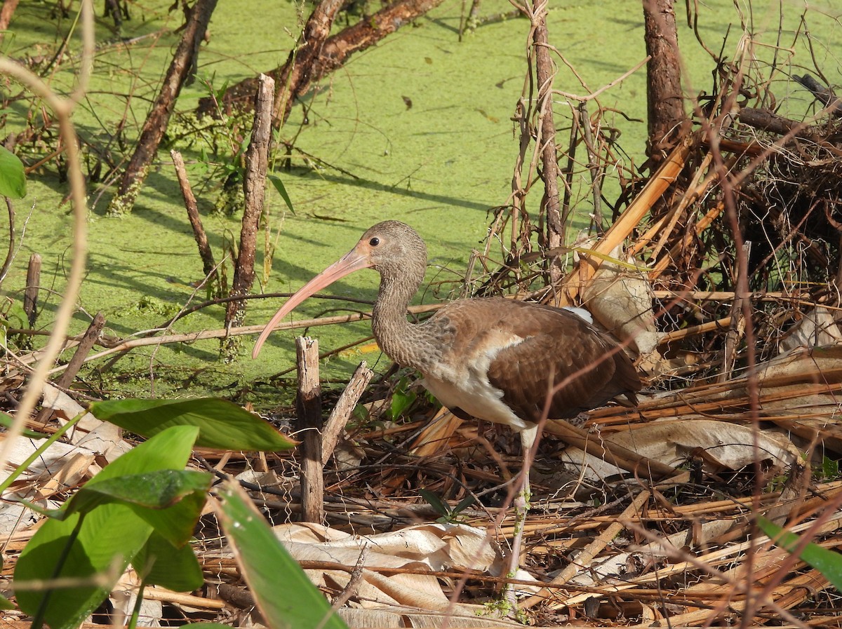 Schneesichler - ML646797453