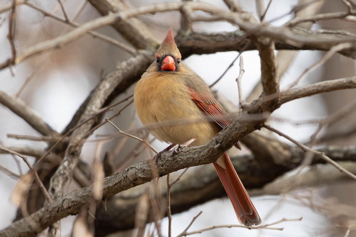 Кардинал червоний - ML646797455