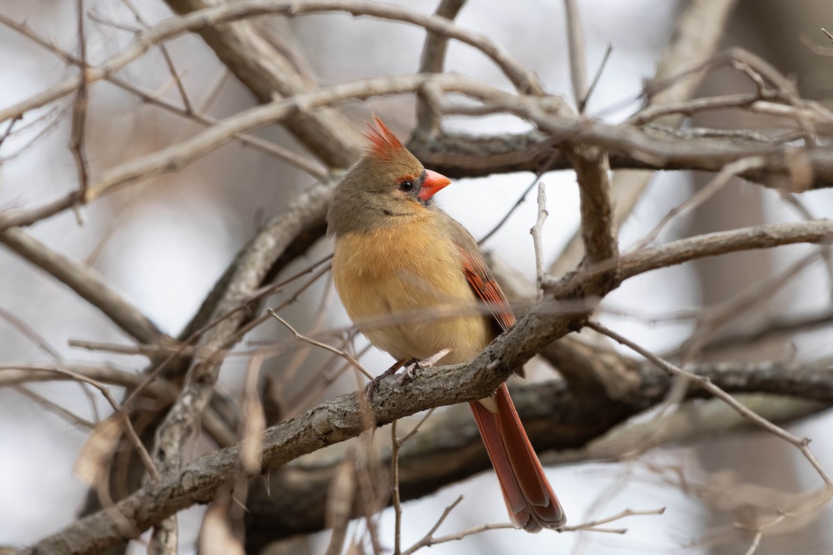 Кардинал червоний - ML646797456