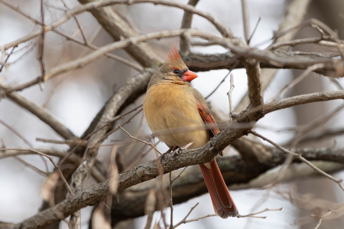 Кардинал червоний - ML646797457