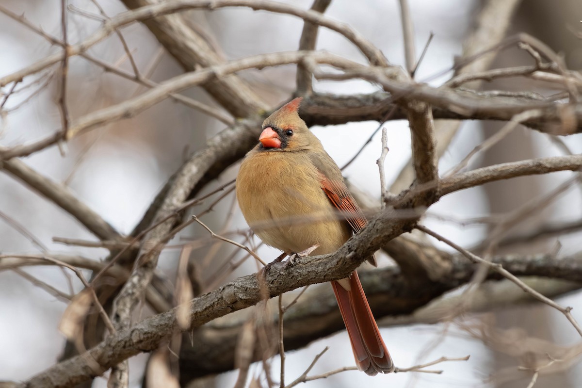 Кардинал червоний - ML646797458