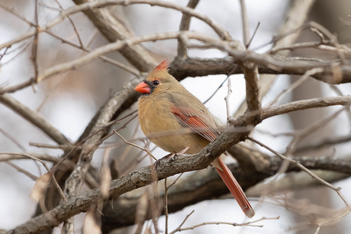 Кардинал червоний - ML646797459