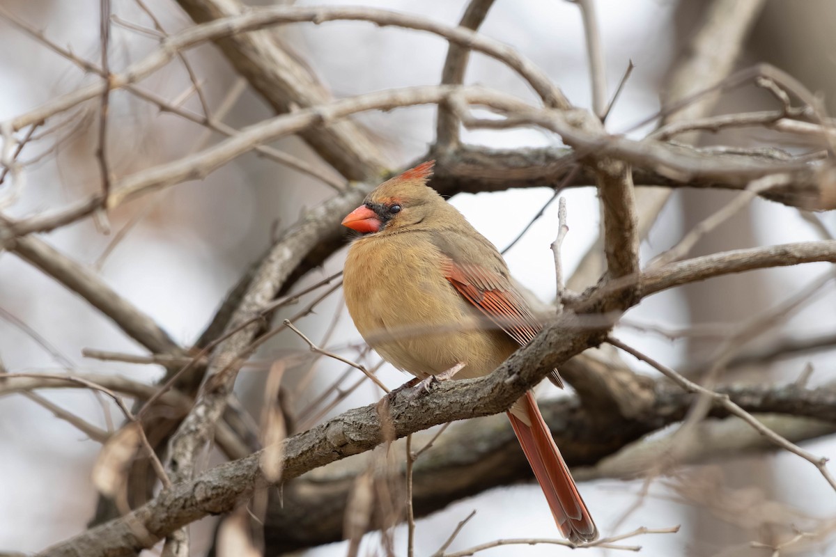 Кардинал червоний - ML646797460