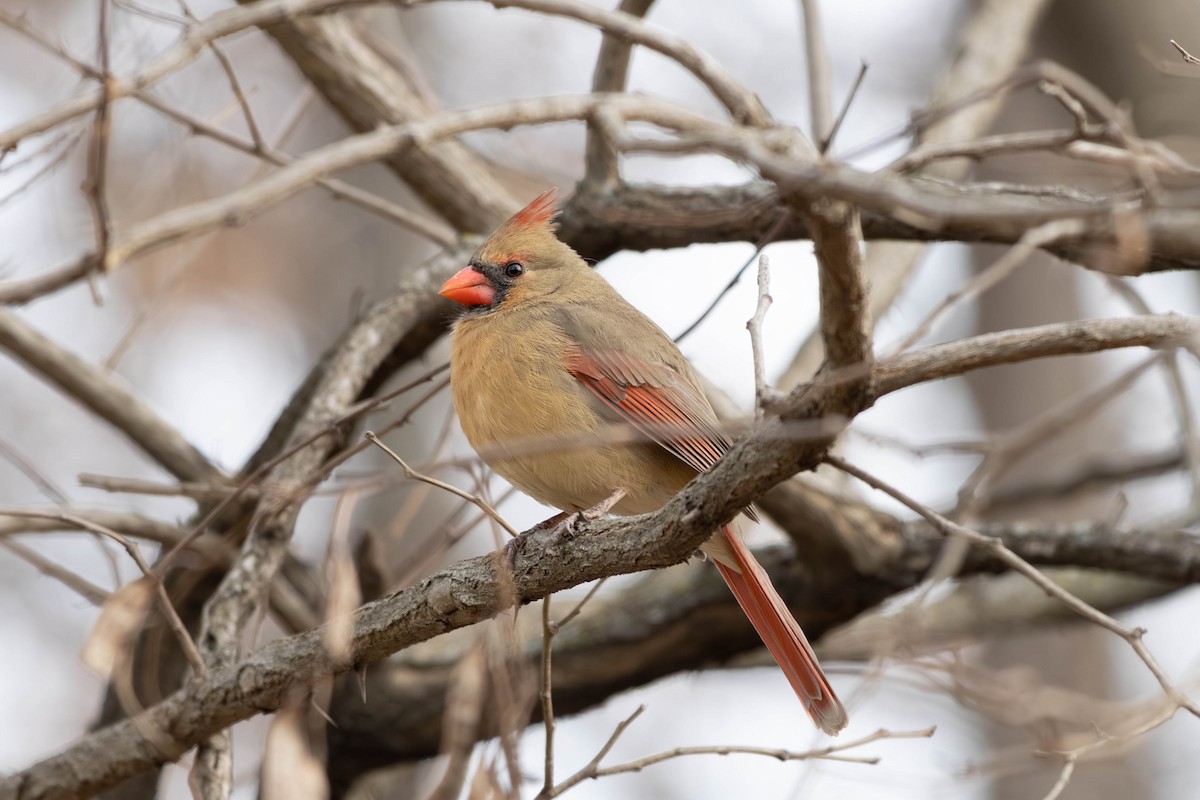 Кардинал червоний - ML646797461