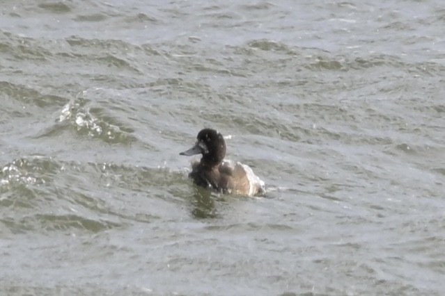 Морская чернеть - ML646797462