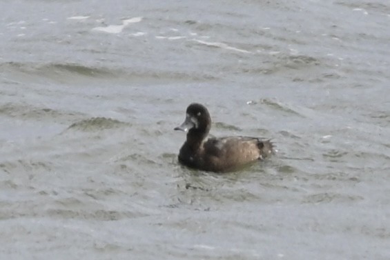 Морская чернеть - ML646797463