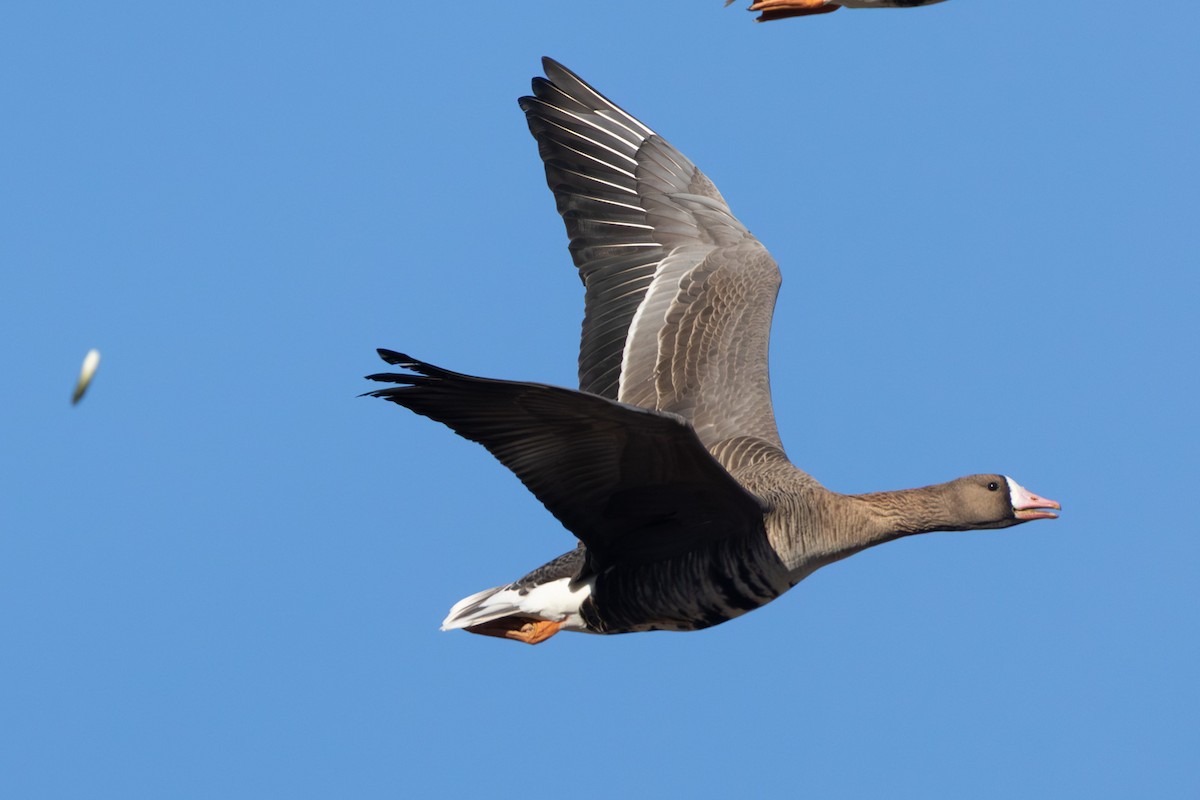 Sakarca - ML646797465