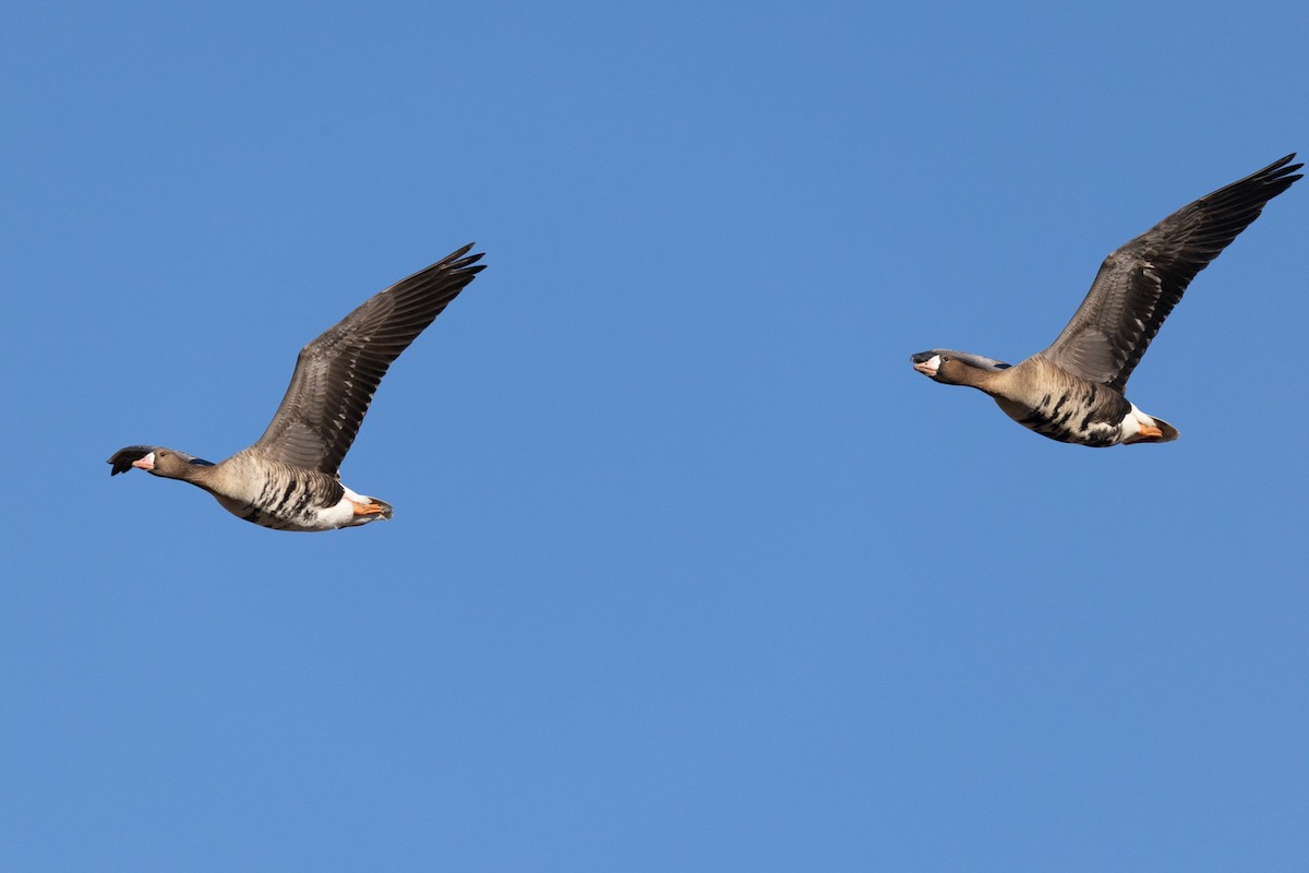 Sakarca - ML646797466