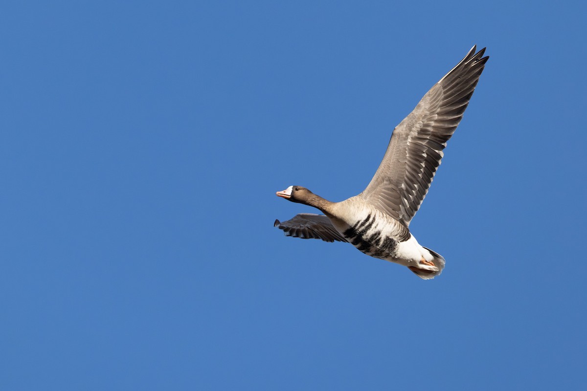 Sakarca - ML646797467