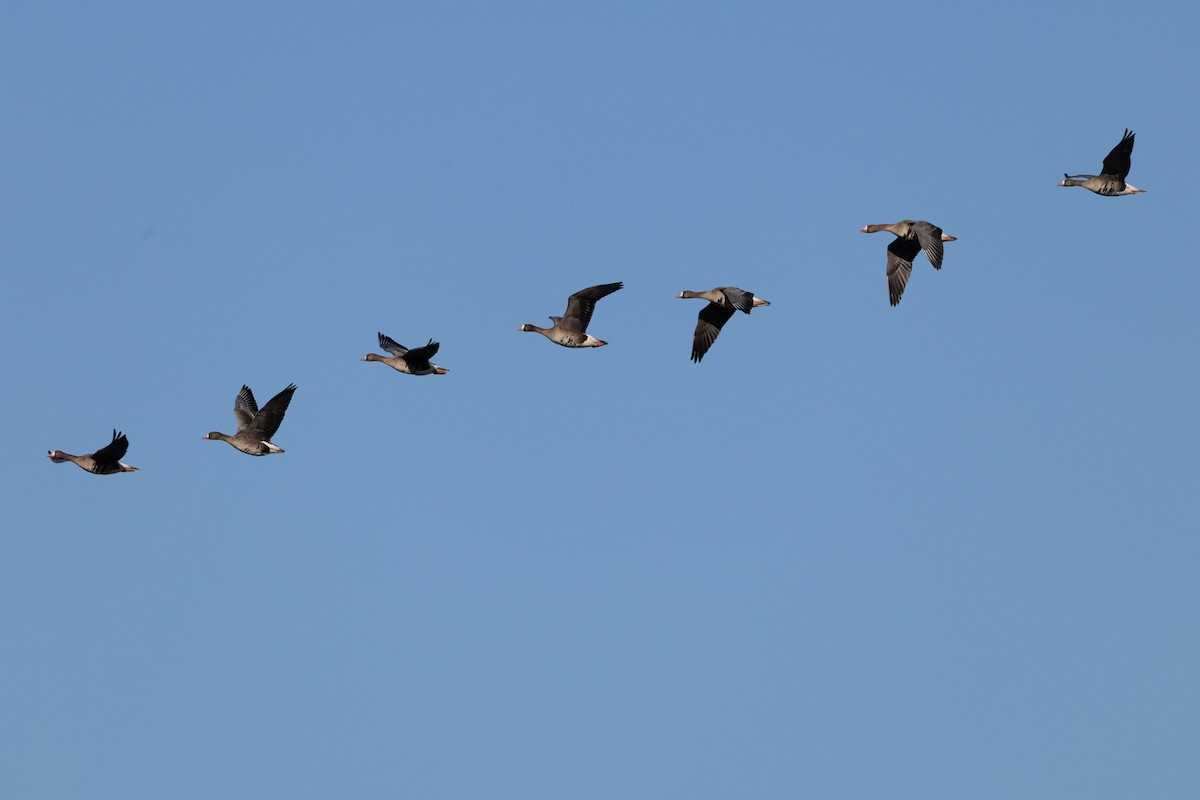 Sakarca - ML646797468