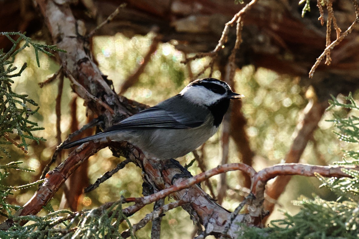 Mountain Chickadee - ML646797469