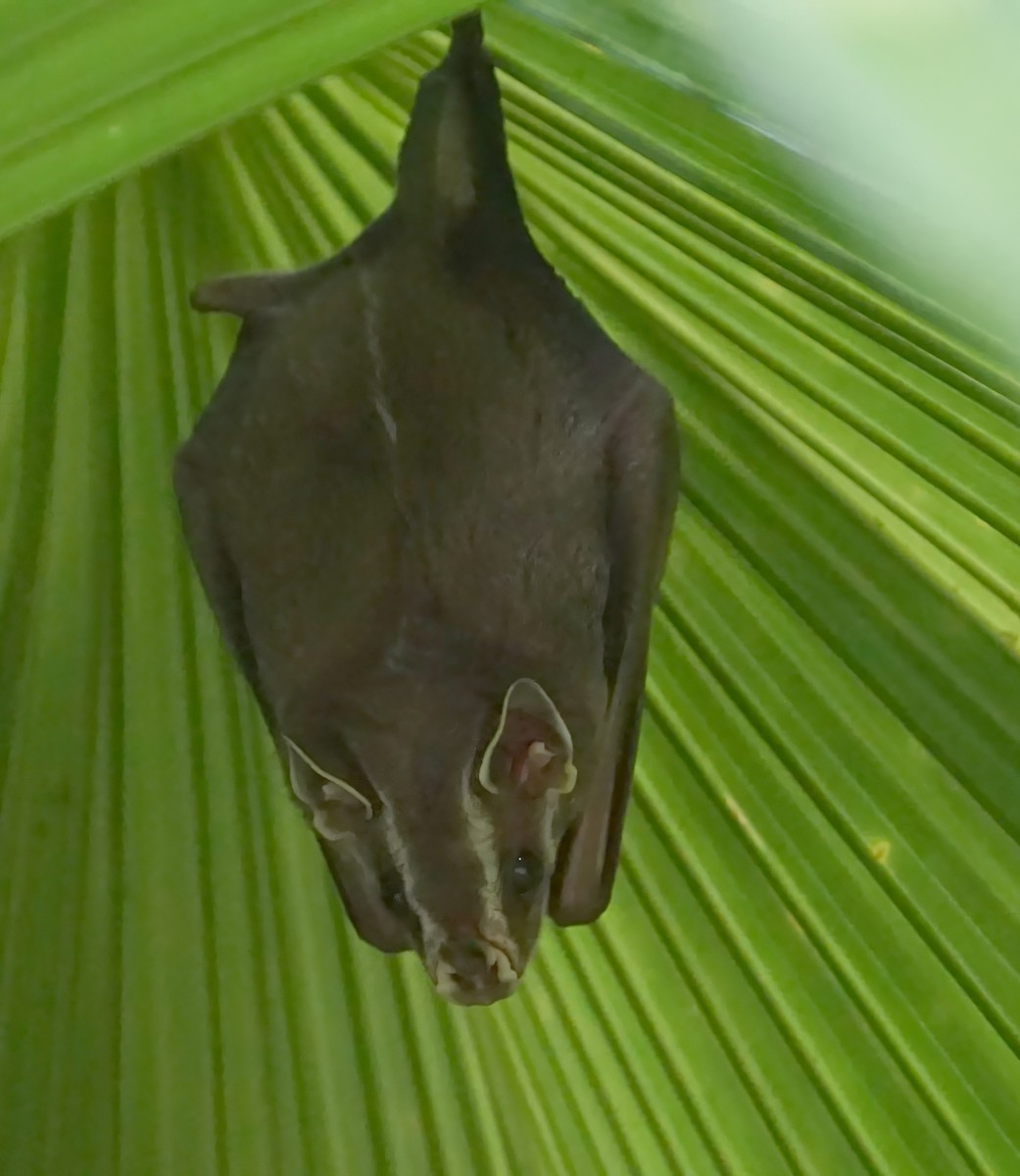 Tent-making Bat - ML646797470