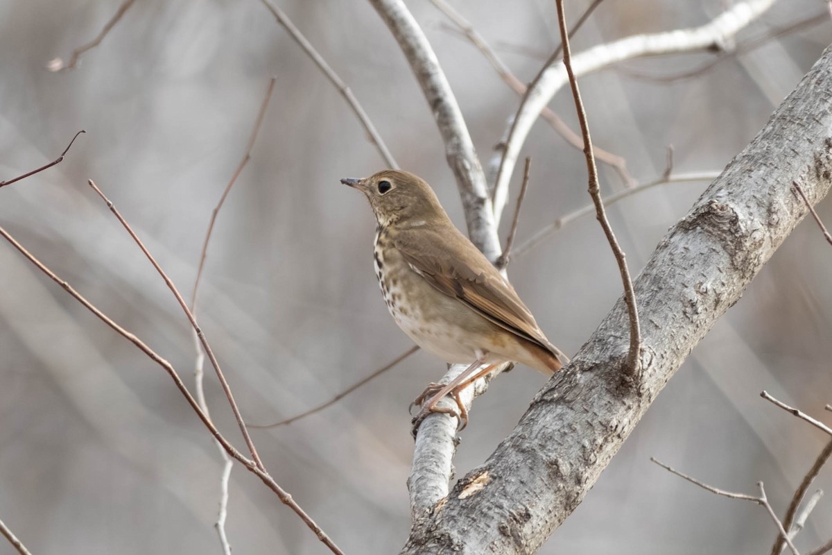 Дрізд-короткодзьоб плямистоволий - ML646797471