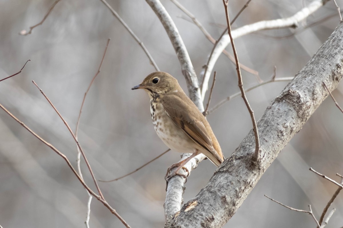 Дрізд-короткодзьоб плямистоволий - ML646797472