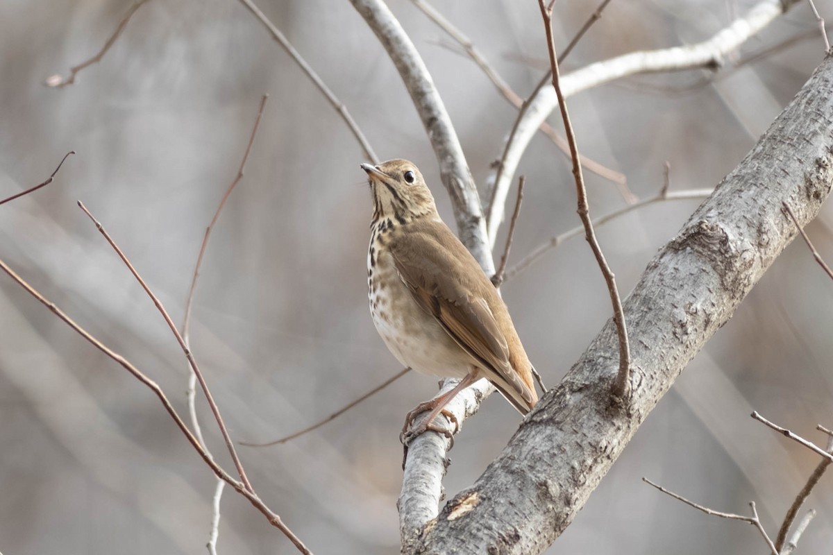 Дрізд-короткодзьоб плямистоволий - ML646797473