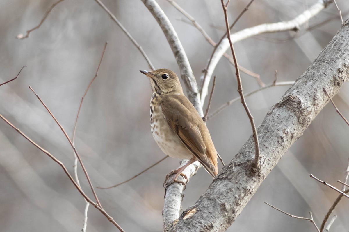 Дрізд-короткодзьоб плямистоволий - ML646797474