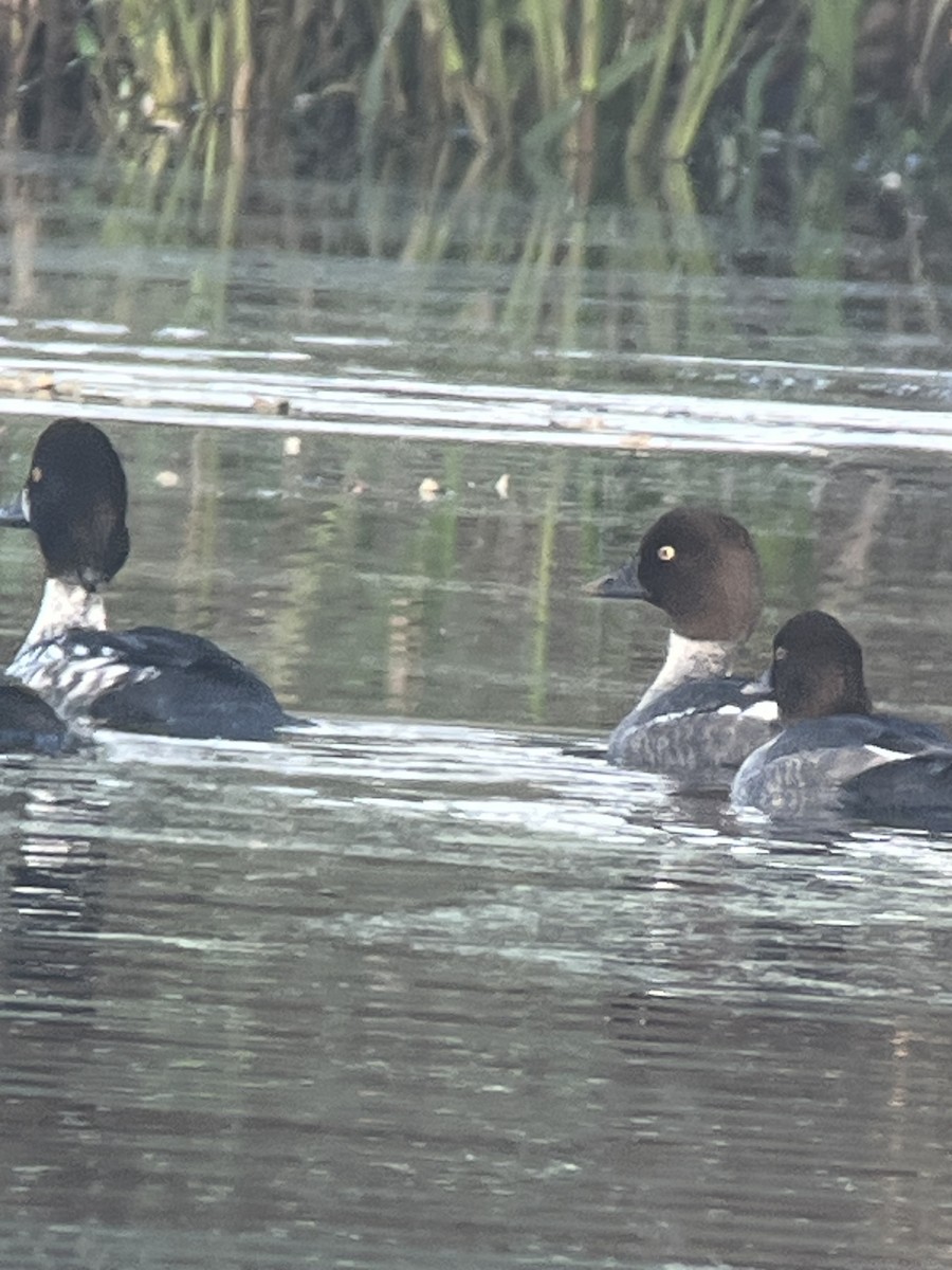 Гоголь - ML646797475