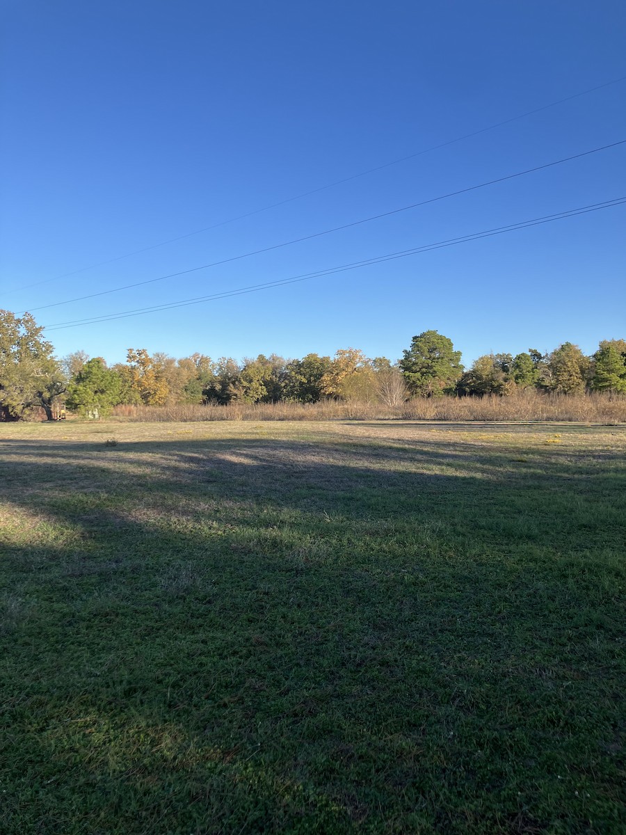 Killdeer - ML646797476