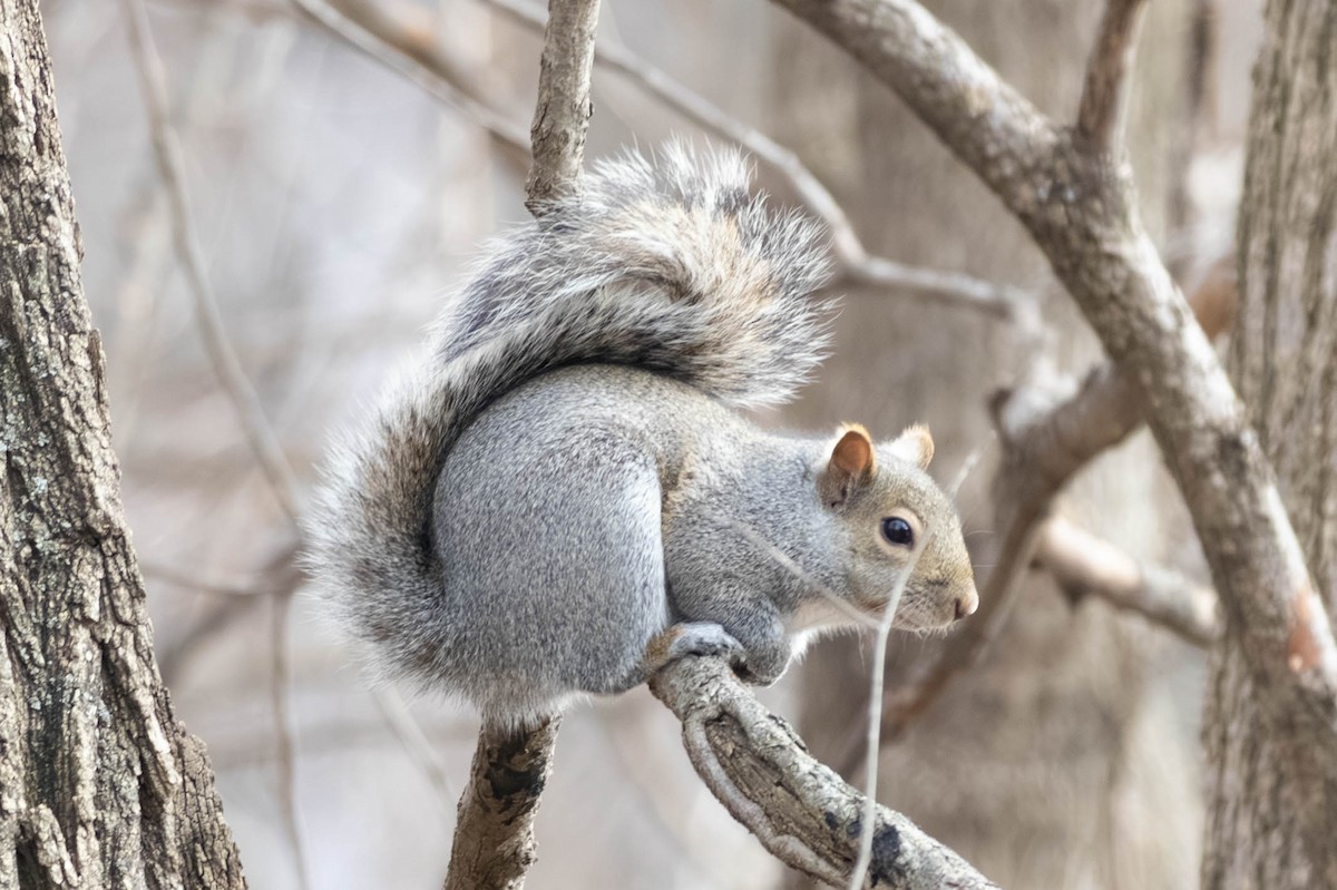 Eastern Gray Squirrel - ML646797479