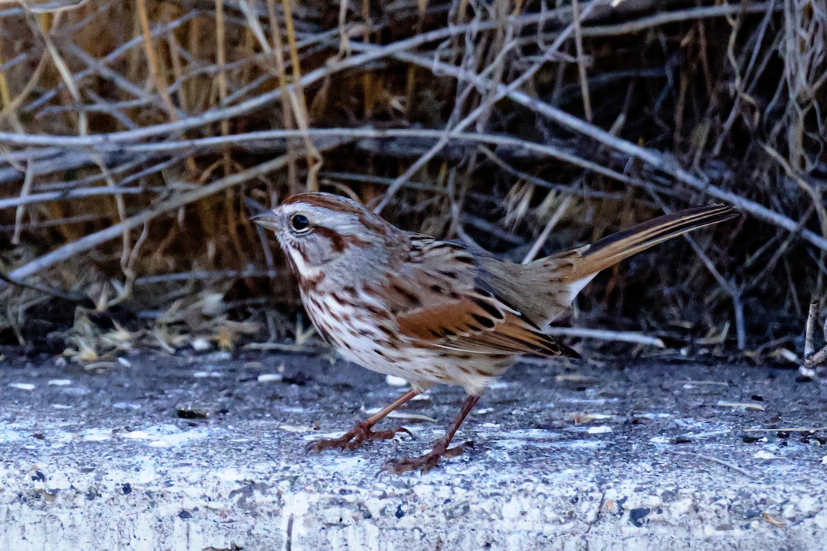 Song Sparrow - ML646797480
