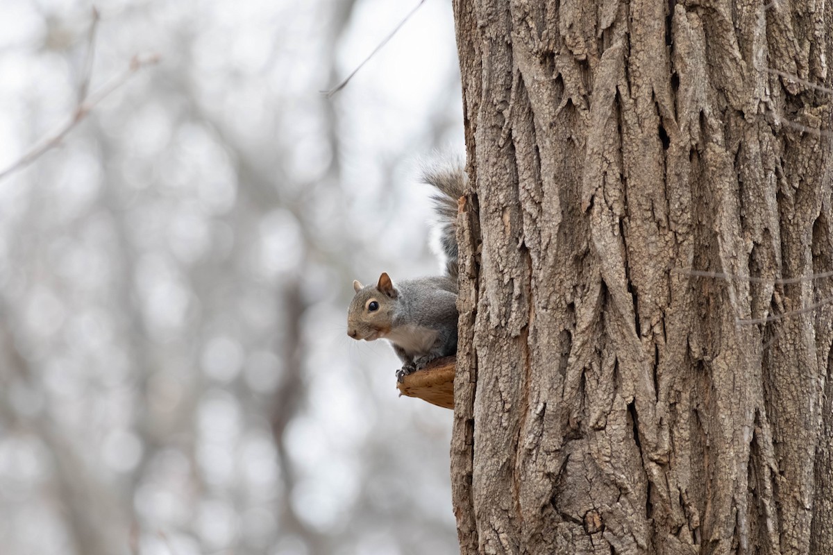 Eastern Gray Squirrel - ML646797482