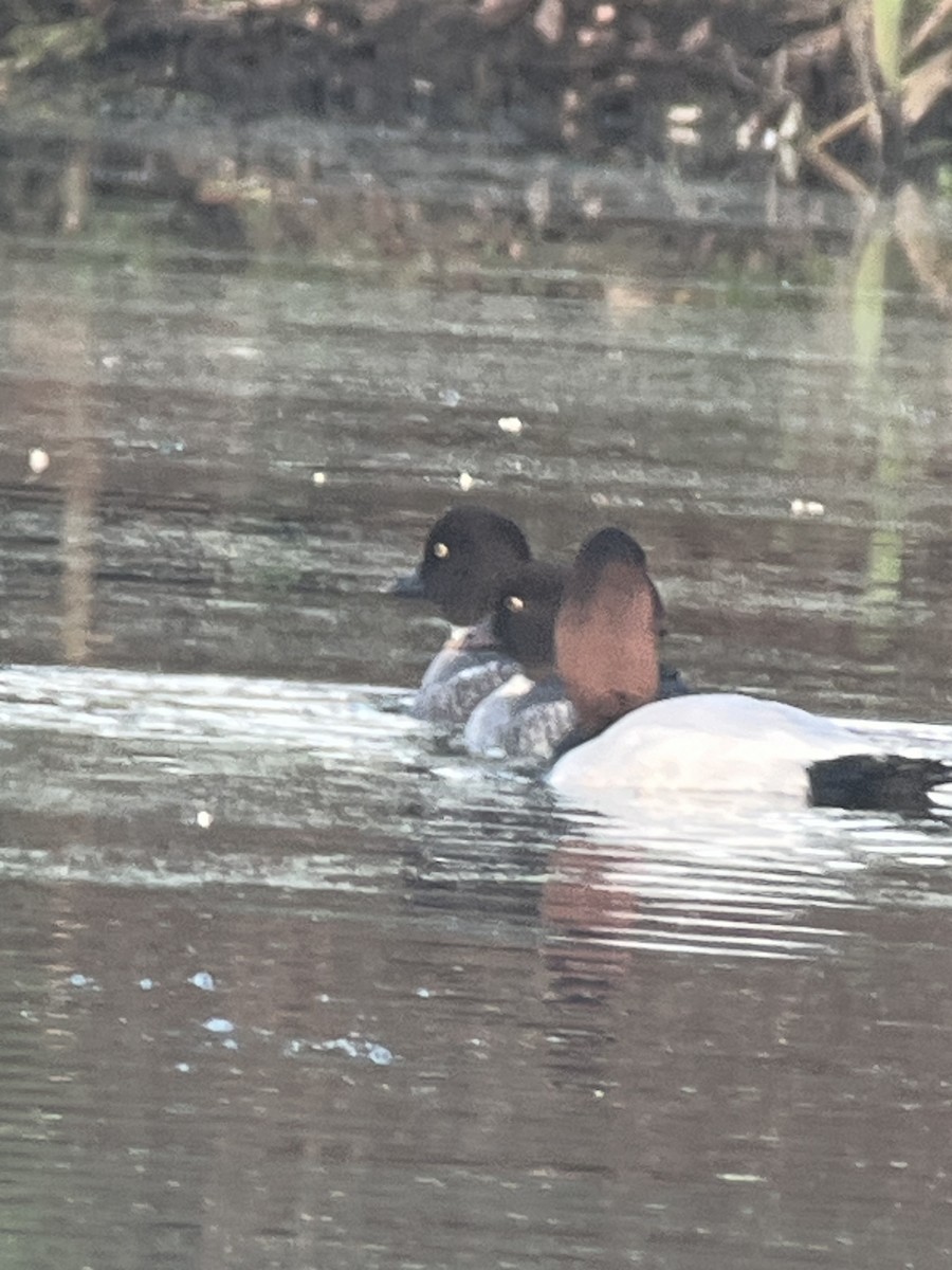 Гоголь - ML646797483