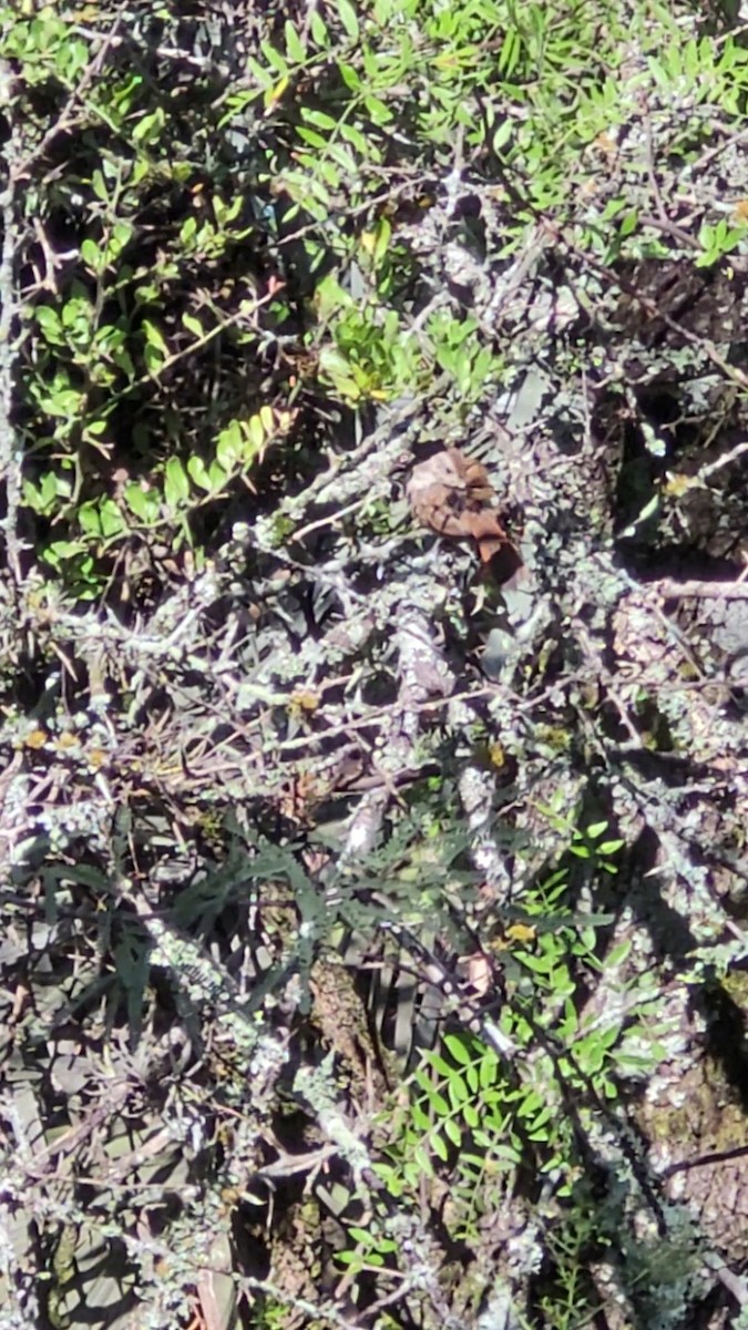 Little Thornbird - ML646797484