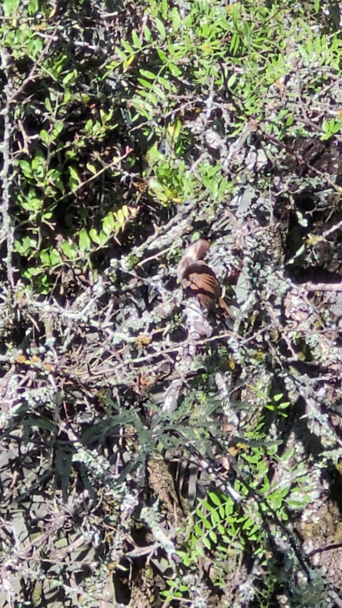 Little Thornbird - ML646797485