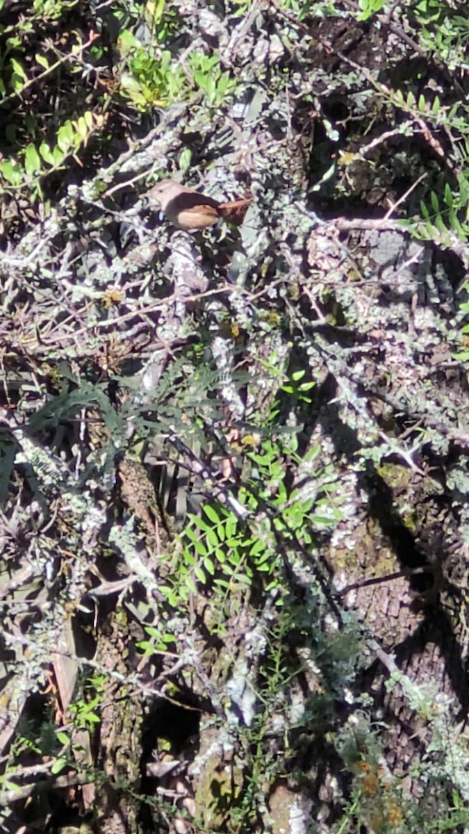 Little Thornbird - ML646797486