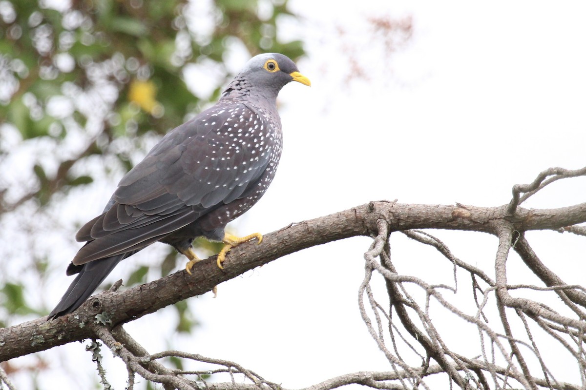 Оливковый вяхирь - ML646797489