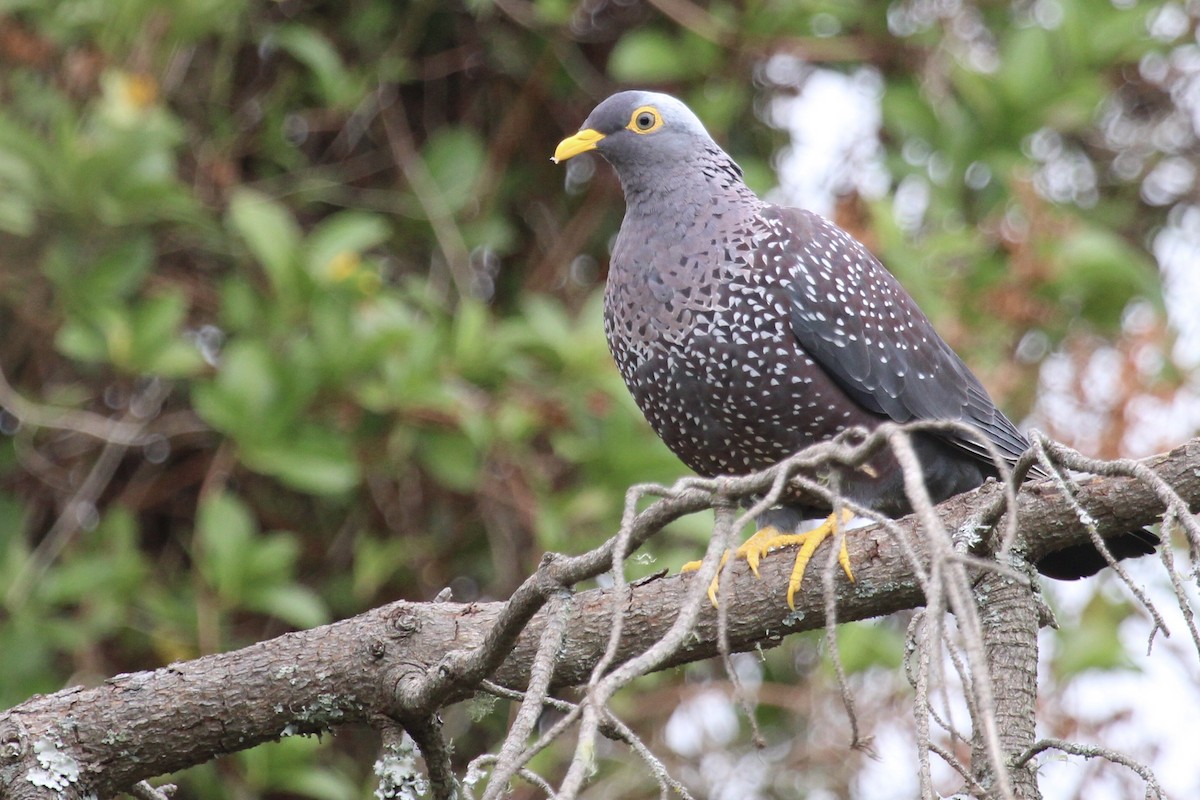 Оливковый вяхирь - ML646797490