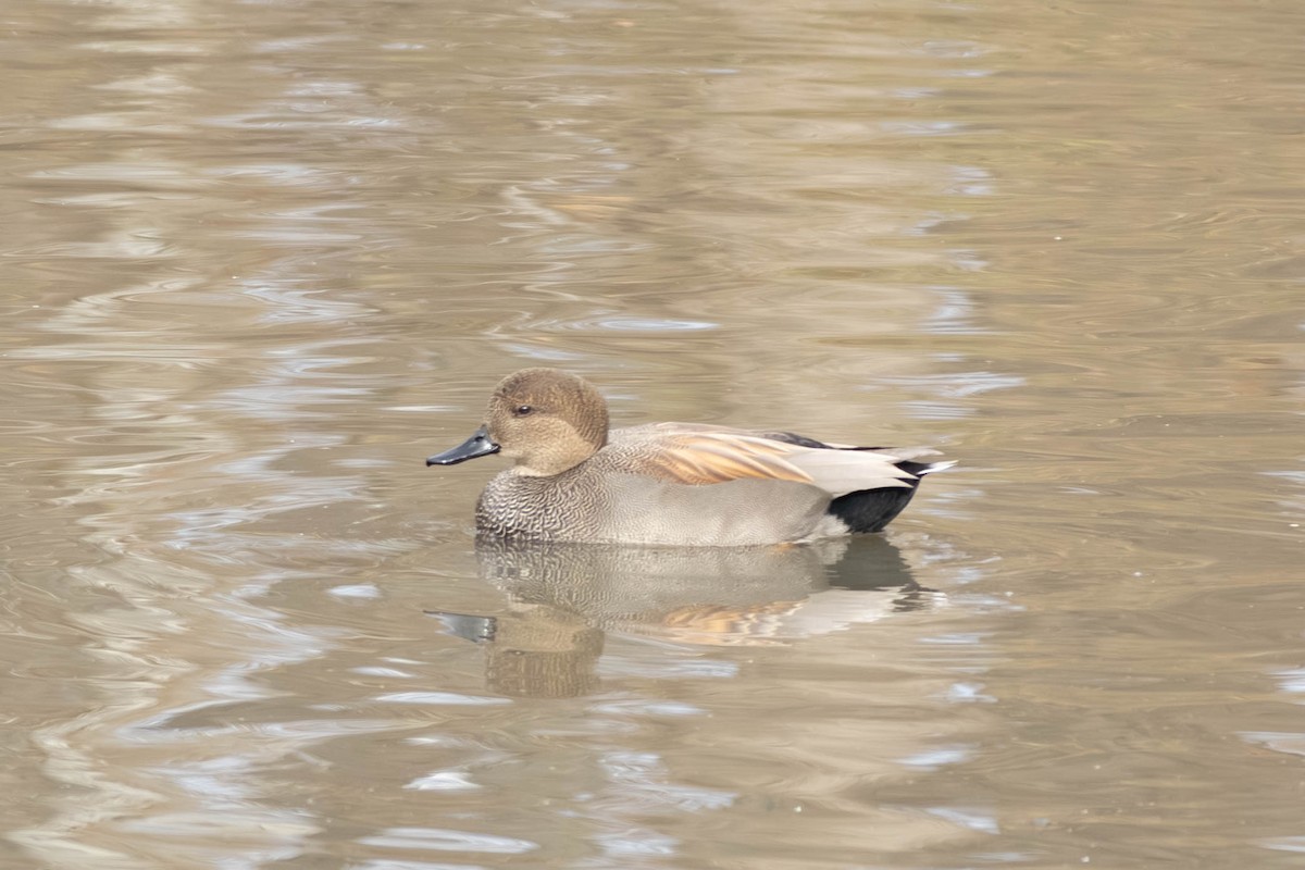 Нерозень - ML646797491