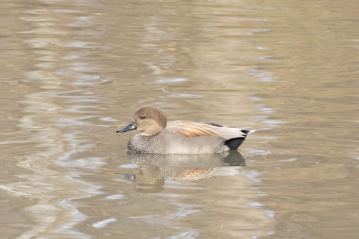 Нерозень - ML646797492