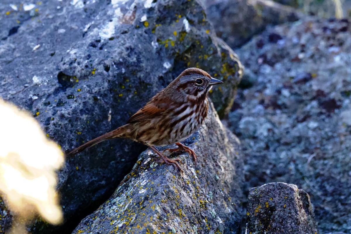 Song Sparrow - ML646797493