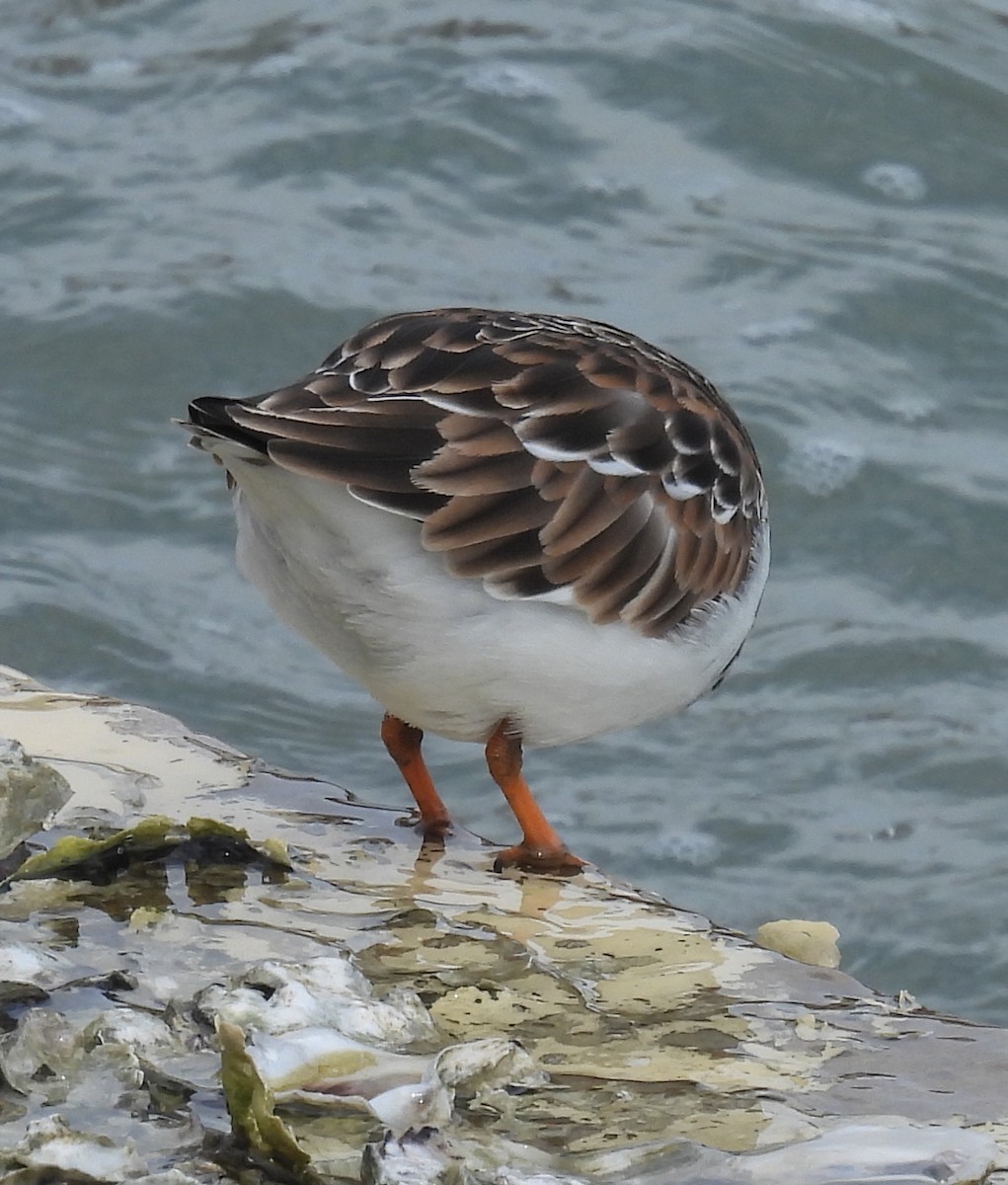 Harri-iraulari arrunta - ML646797494