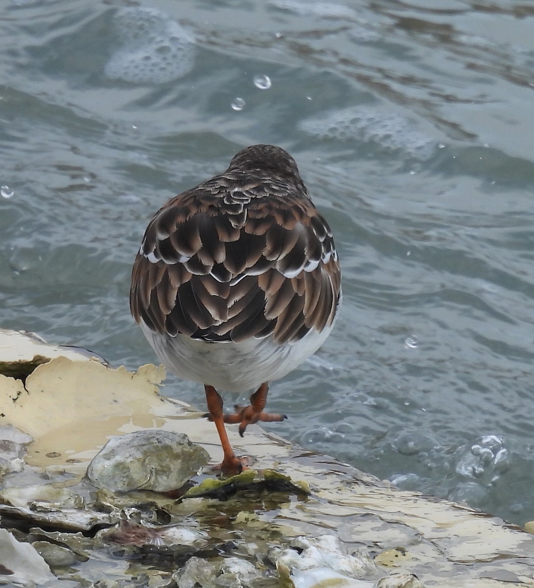 Harri-iraulari arrunta - ML646797495